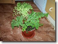 Adiantum