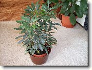 Dizygotheca