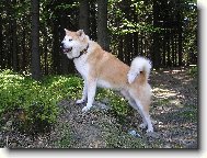 Japanese Akita