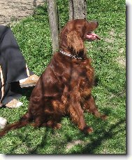 Irish Red Setter