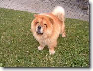 Chow Chow