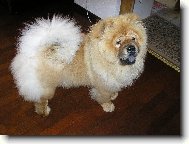 Chow Chow