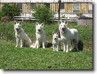 Berger Blanc Suisse, White Swiss Shepherd Dog