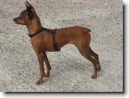 Zwergpinscher