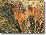 Zwergpinscher