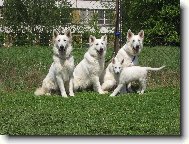 Berger Blanc Suisse, White Swiss Shepherd Dog