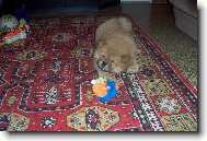 Chow Chow