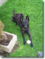 Dutch shepherd dog \\\\\(Dog standard\\\\\)