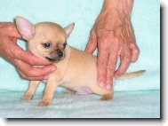 Chihuahua
