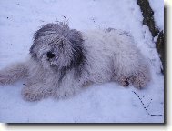 Polish lowland sheepdog \(Dog standard\)