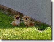 Pekingese, Pekinese, Peking Palasthound