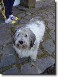 Polish lowland sheepdog \(Dog standard\)