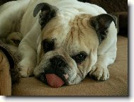 English Bulldog