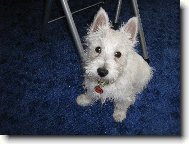 West highland white terrier \\\\\(Dog standard\\\\\)