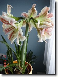 Hippeastrum