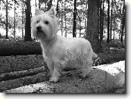 West highland white terrier \\\\\(Dog standard\\\\\)