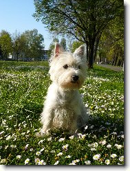 West highland white terrier \\\\\(Dog standard\\\\\)