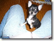 Chihuahua