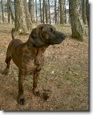 Hannoverscher Schweisshund, Hanoverian Scenthound