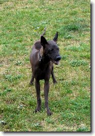 Thailand-Ridgeback