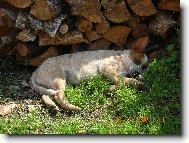 Australian Cattledog