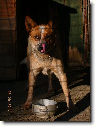 Australian cattle dog \(Dog standard\)