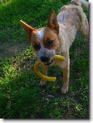 Australian cattle dog \(Dog standard\)