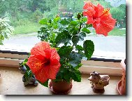 Hibiscus rosa-sinensis