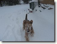 Airedale terrier \(Dog standard\)