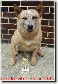 Australian cattle dog \(Dog standard\)