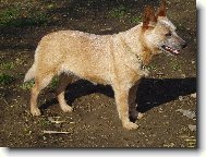 Australian cattle dog \(Dog standard\)