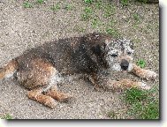 Border Terrier