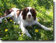 English Springer Spaniel