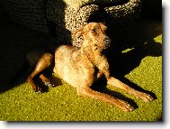 German Pinscher