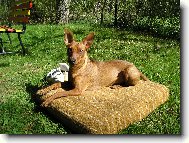 German Pinscher