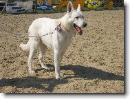 Berger Blanc Suisse, White Swiss Shepherd Dog