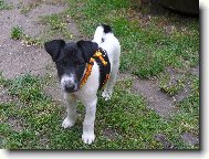 Fox Terrier Smooth