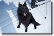 Belgian shepherd groenendael \(Dog standard\)