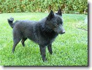 Schipperke \(Dog standard\)