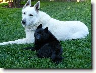 Schipperke \(Dog standard\)