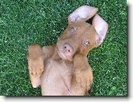 Rövidszörü Magyar Vizsla, Hungarian Short-haired Pointing Dog