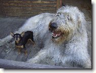 PRAGUE RATTER
