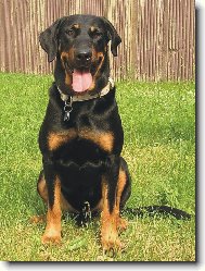 Beauceron