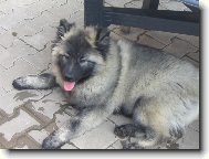 German spitz-wolfsspitz, keeshound \\\\\(Dog standard\\\\\)