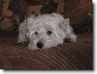 West highland white terrier \\\\\(Dog standard\\\\\)