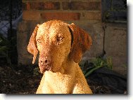 Rövidszörü Magyar Vizsla, Hungarian Short-haired Pointing Dog