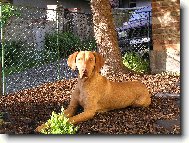 Rövidszörü Magyar Vizsla, Hungarian Short-haired Pointing Dog