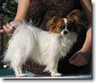 Papillon