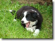 Border Collie