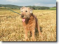 Irish  terrier \(Dog standard\)